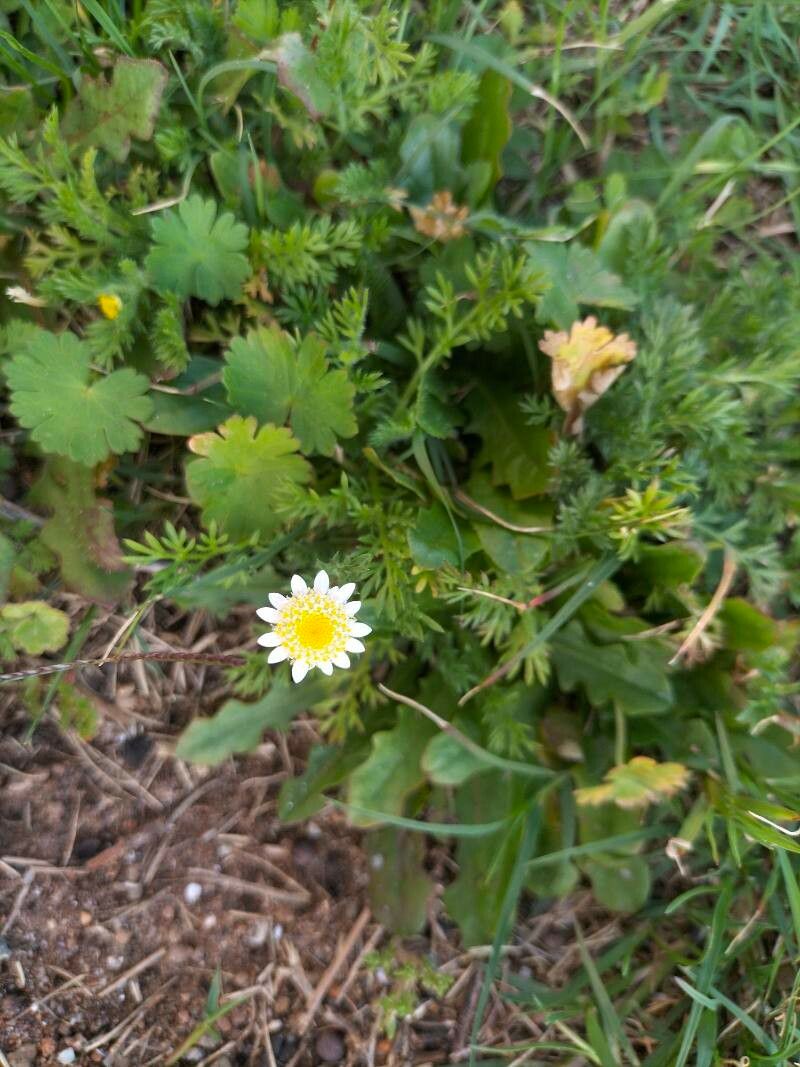 Cotula turbinata flower