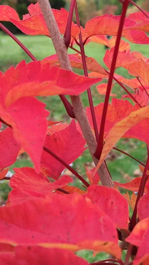 Toxicodendron trichocarpum bark