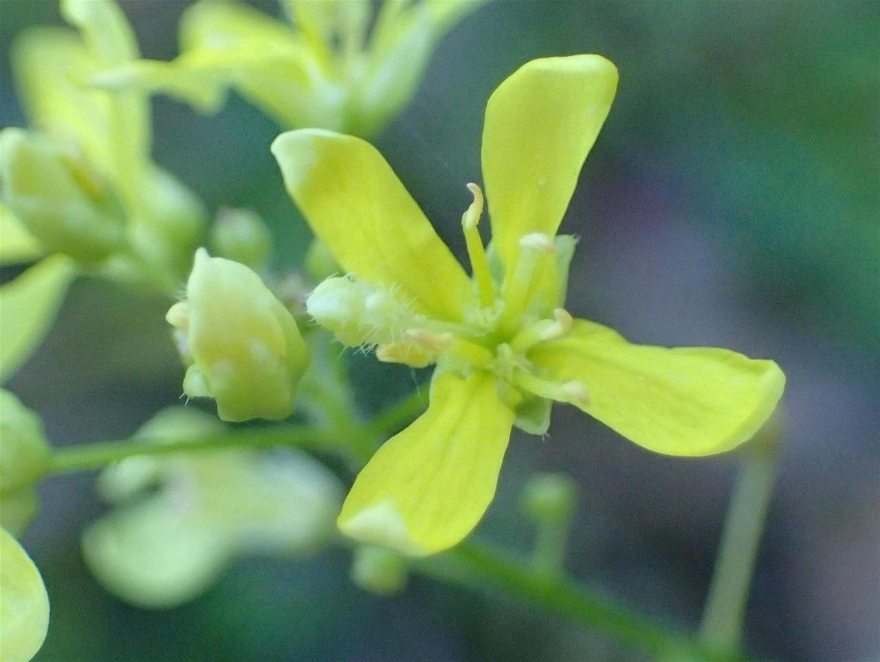 Biscutella flexuosa flower