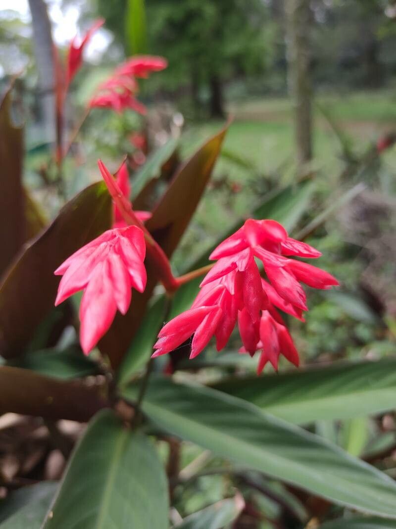 Ctenanthe kummeriana flower