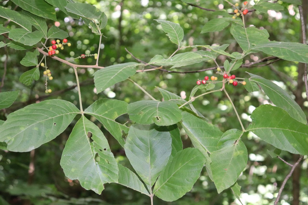 Allophylus racemosus leaf