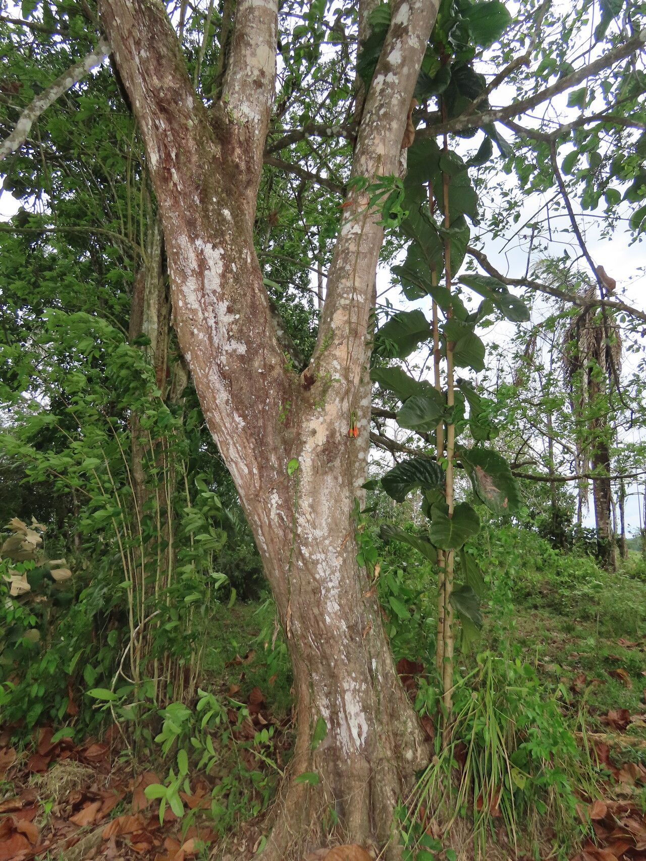 Coccoloba padiformis habit