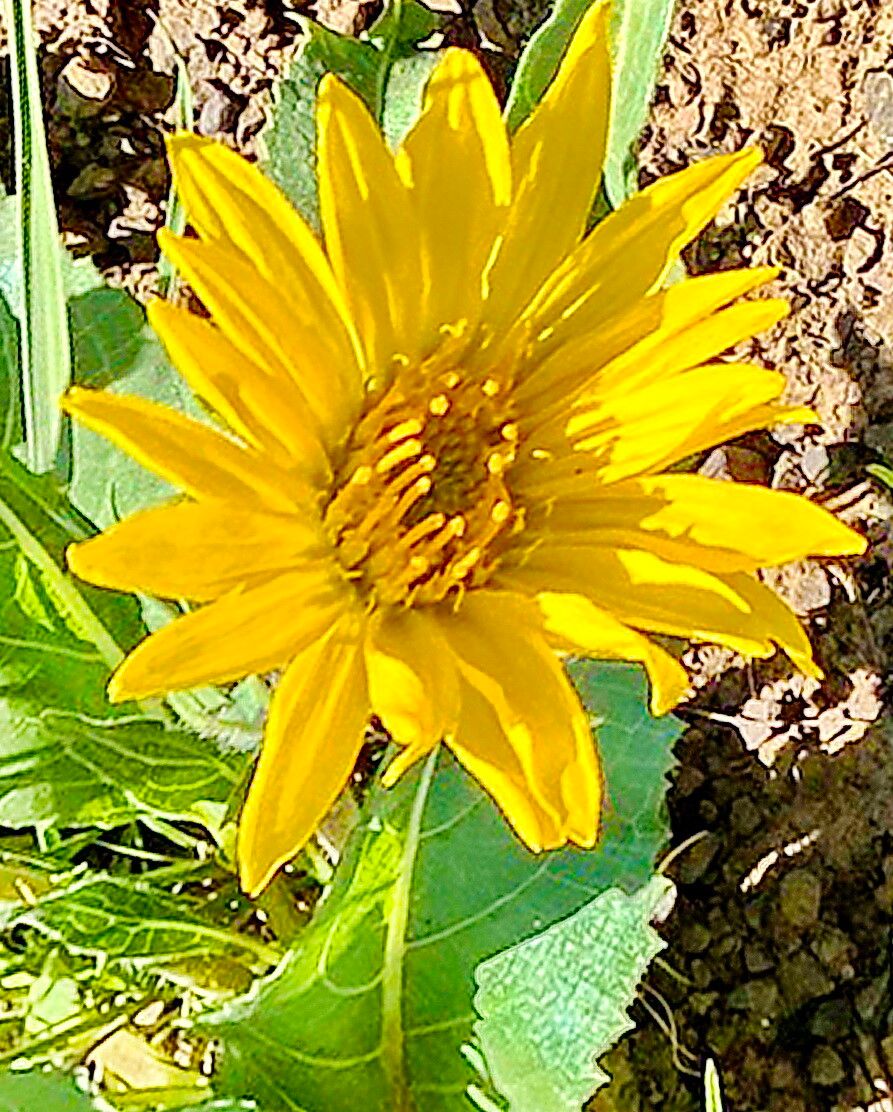 Balsamorhiza serrata — houseplant care guide