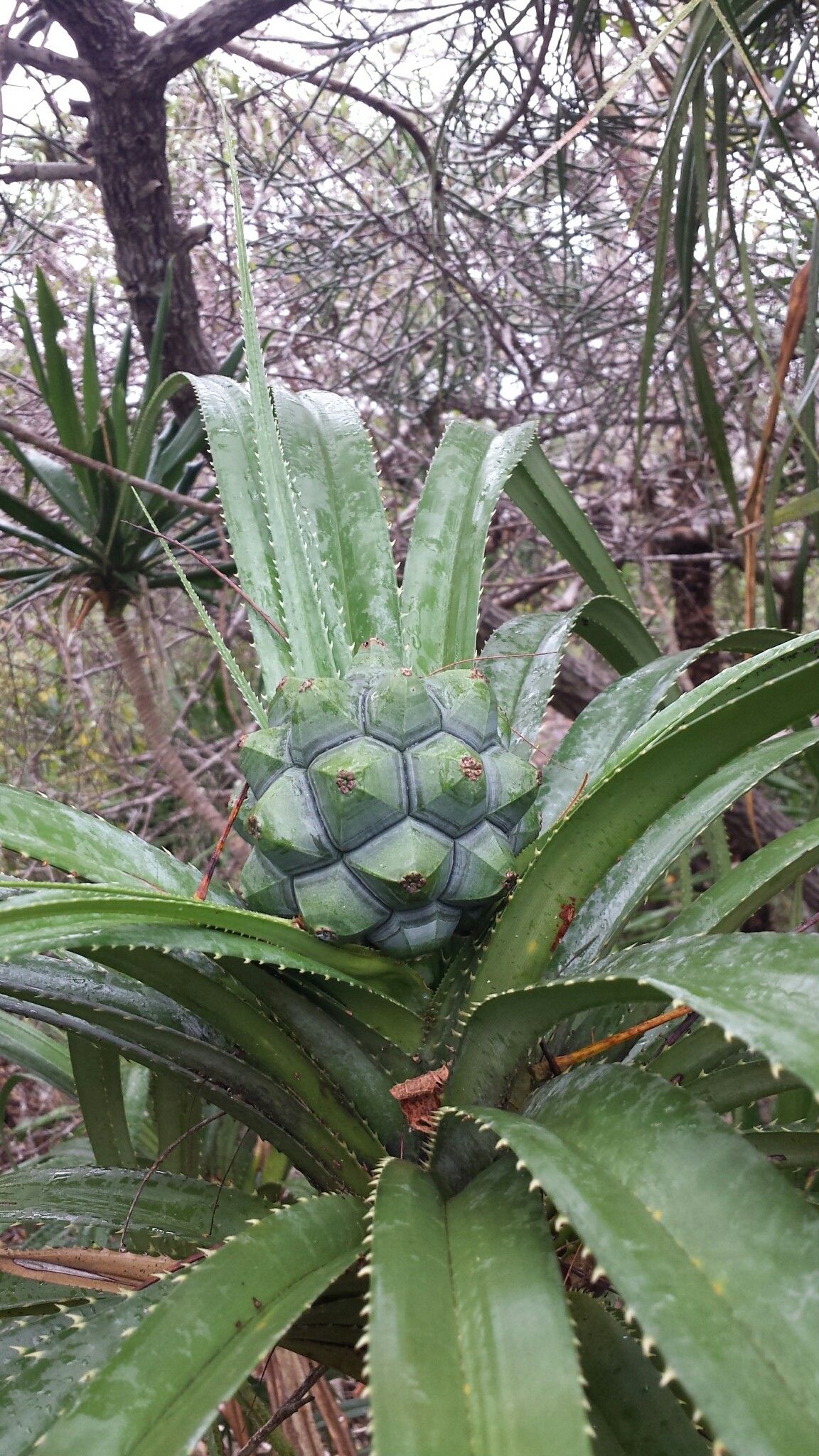 Pandanus analamerensis — houseplant care guide