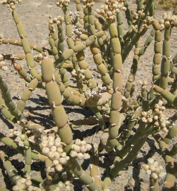 Mesembryanthemum nucifer habit