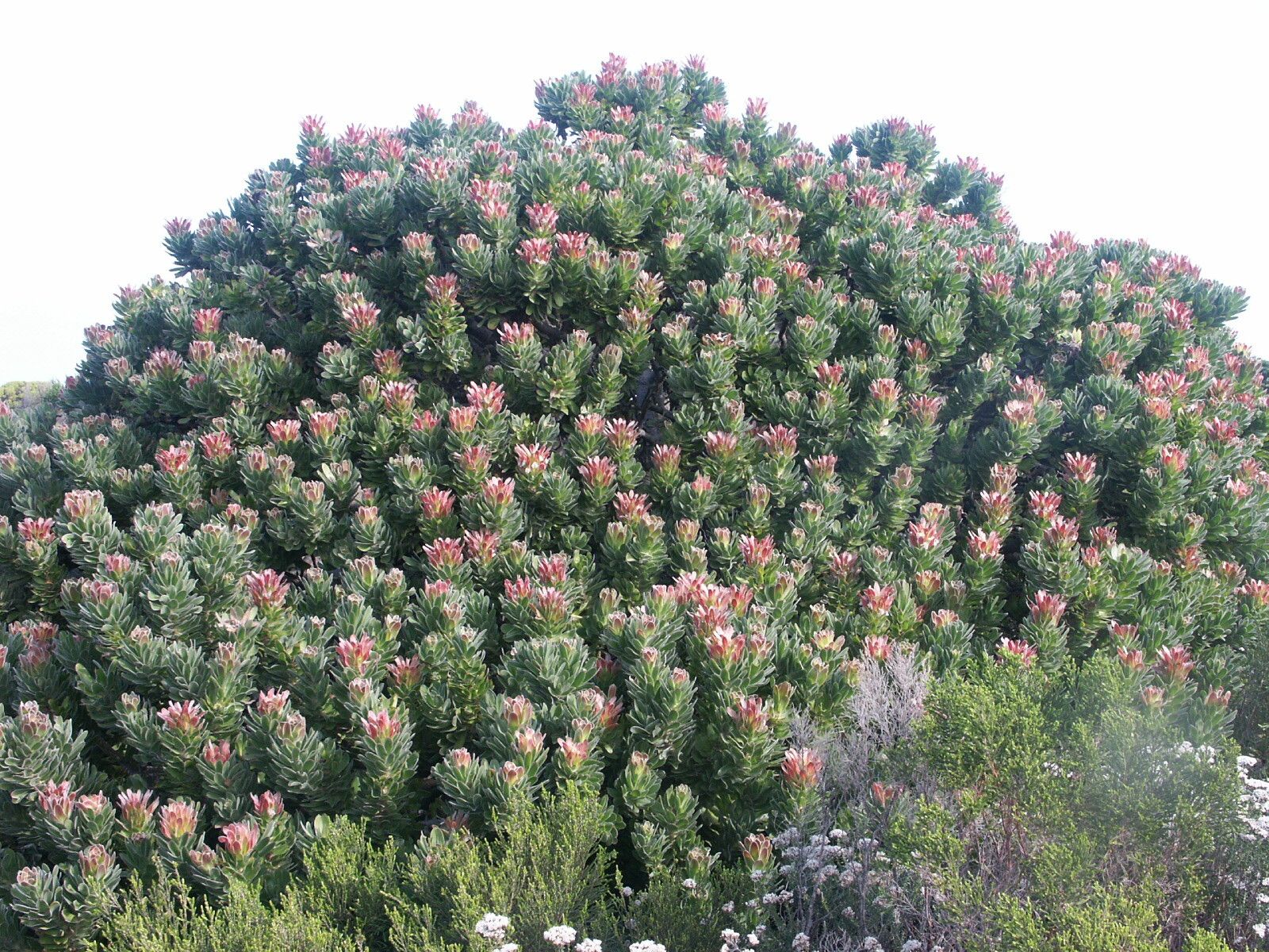 Mimetes fimbriifolius habit