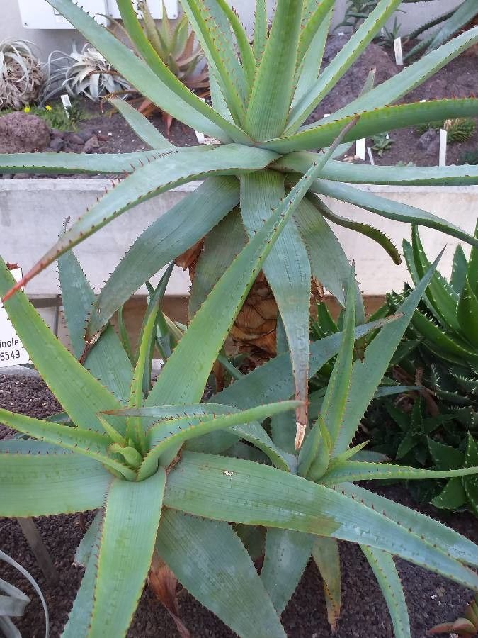 Aloe africana