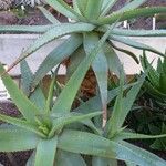 Aloe africana