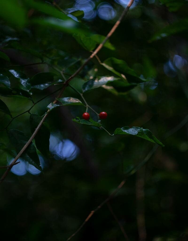 Crossopetalum uragoga — search result for 'Crossopetalum'