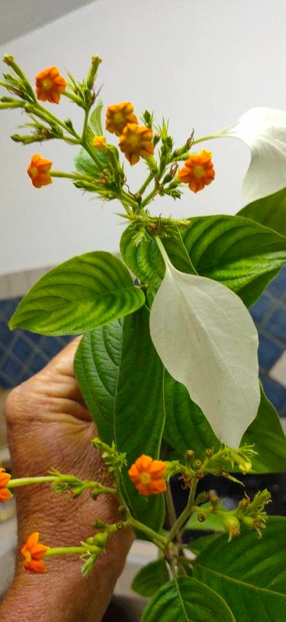 Mussaenda frondosa habit