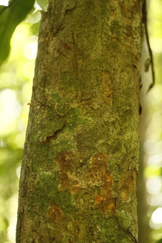 Talisia praealta bark