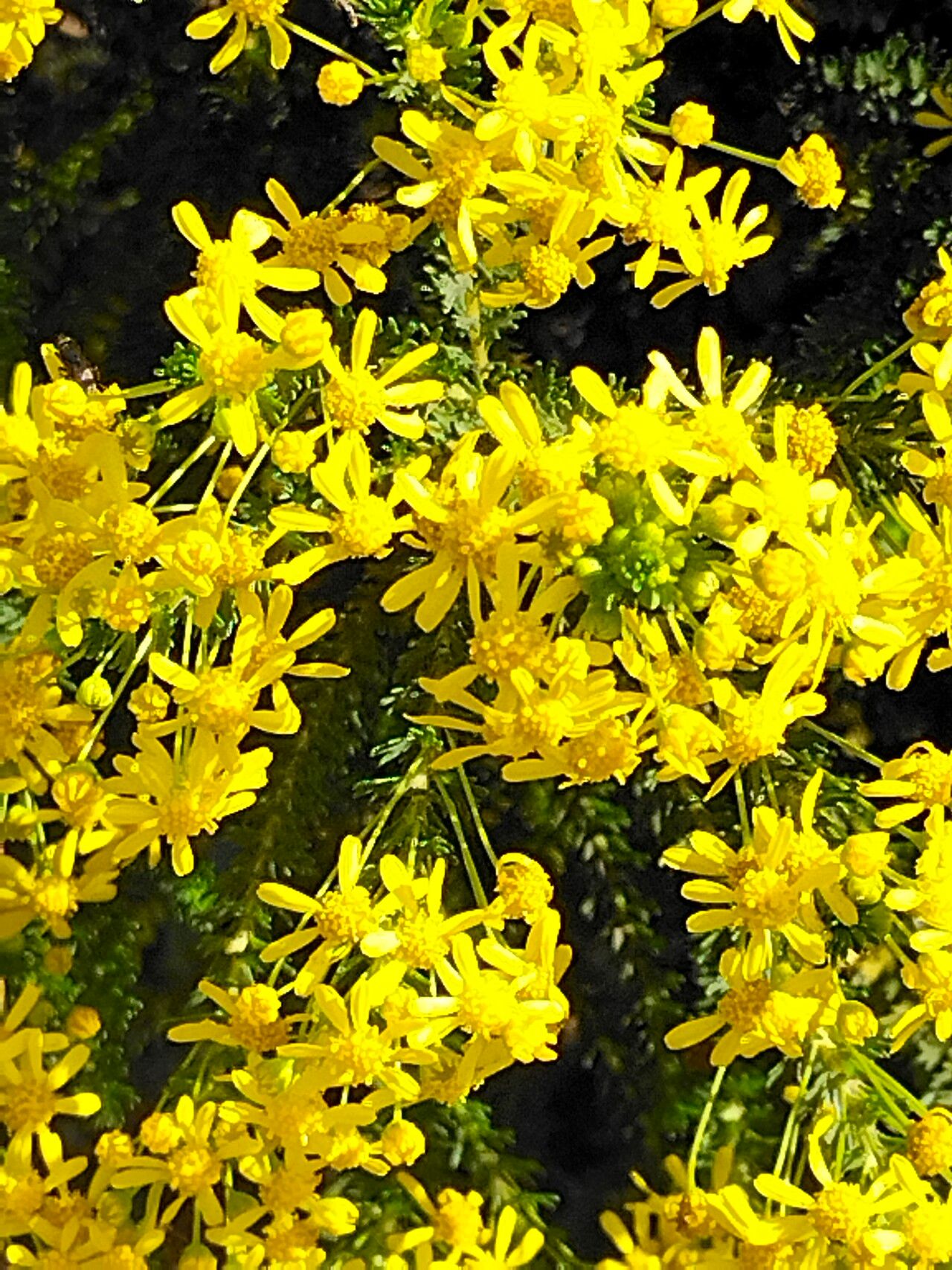Euryops virgineus flower