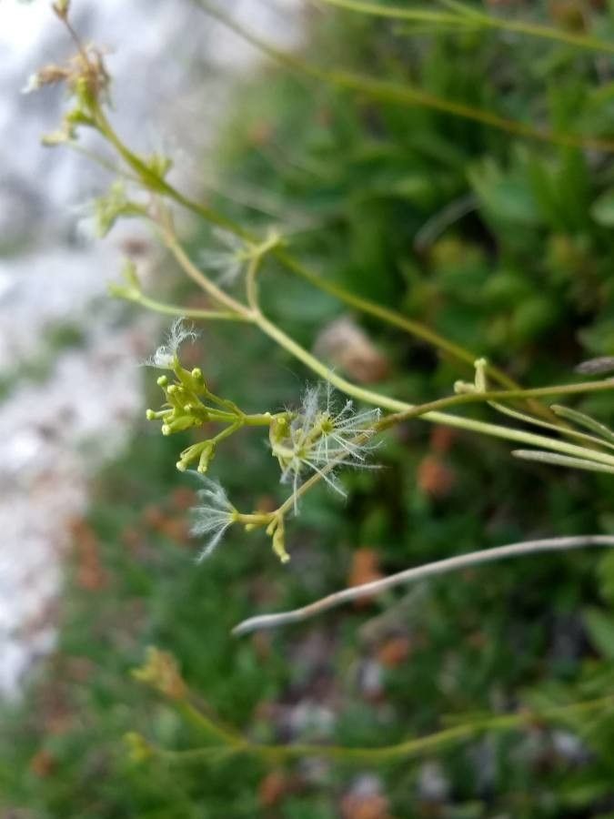 Valeriana saxatilis fruit