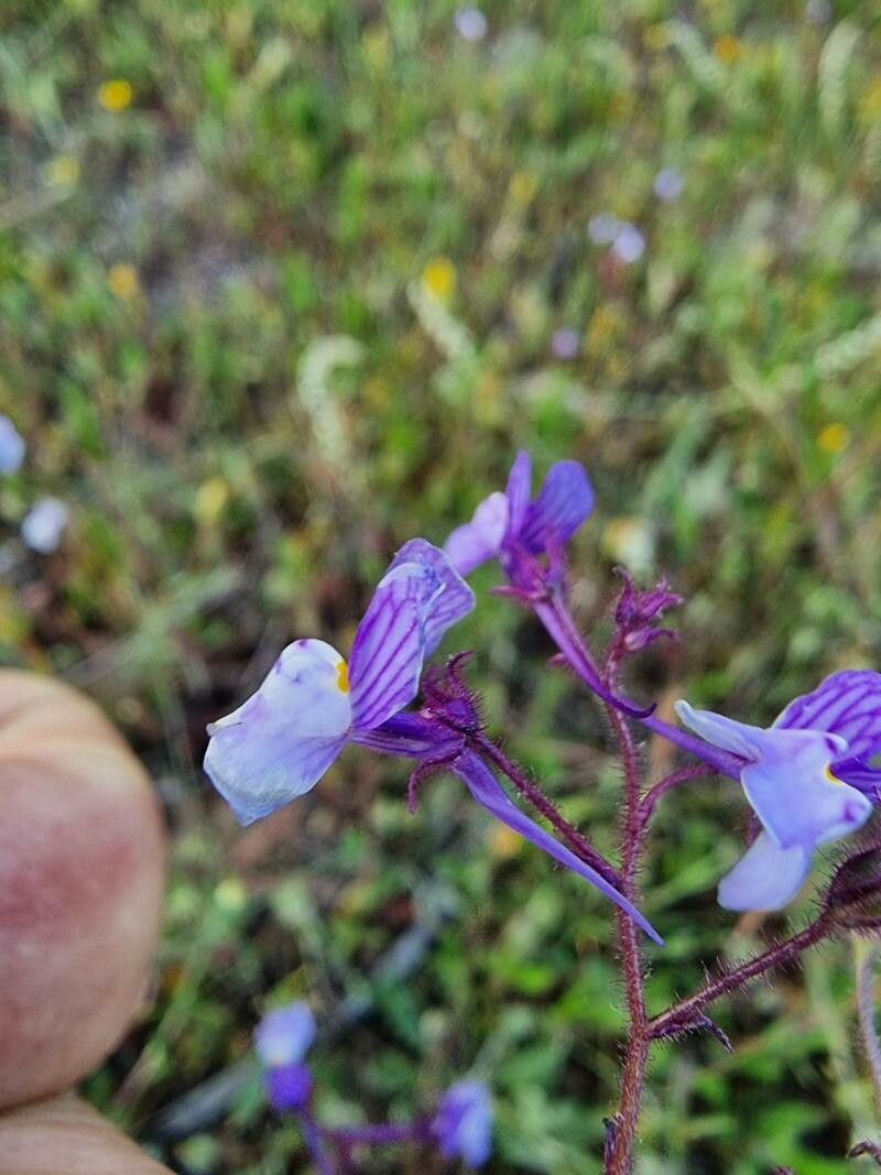 Linaria incarnata flower
