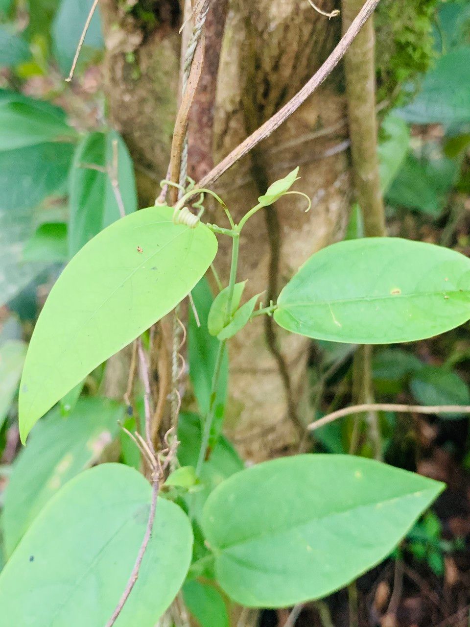 Passiflora oerstedii leaf