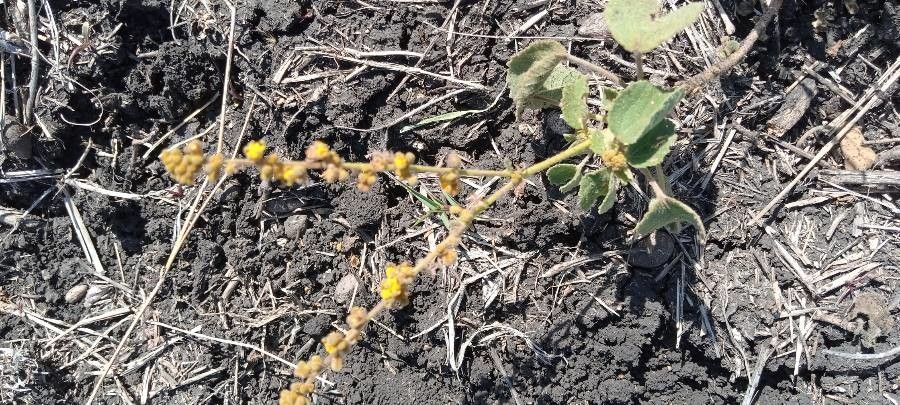 Triumfetta flavescens flower