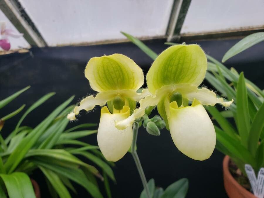 Paphiopedilum primulinum flower