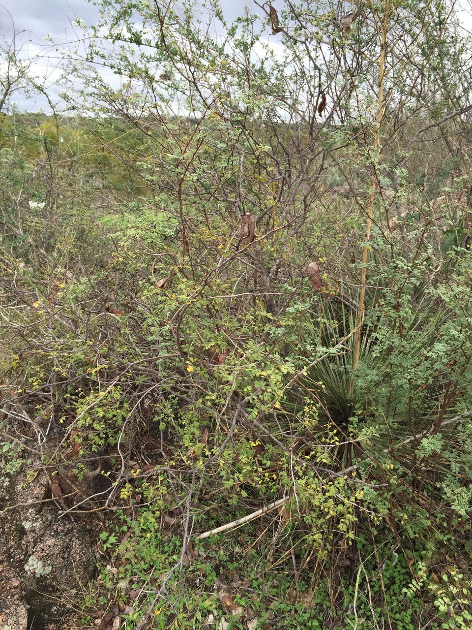 Acacia roemeriana — houseplant care guide