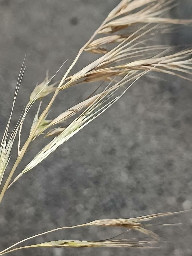 Bromus sterilis flower