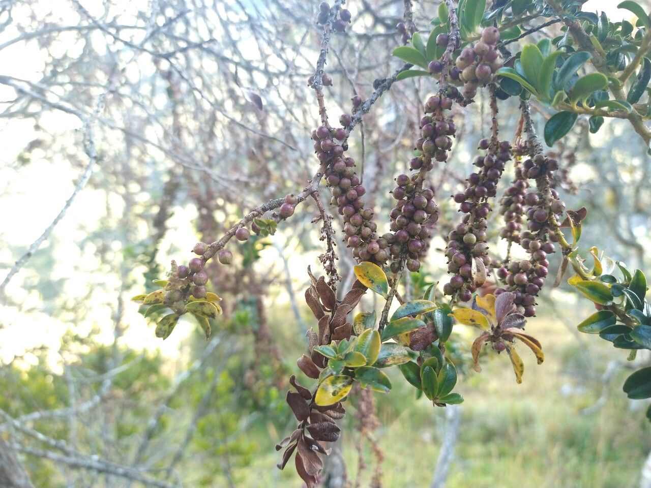 Myrsine dependens fruit