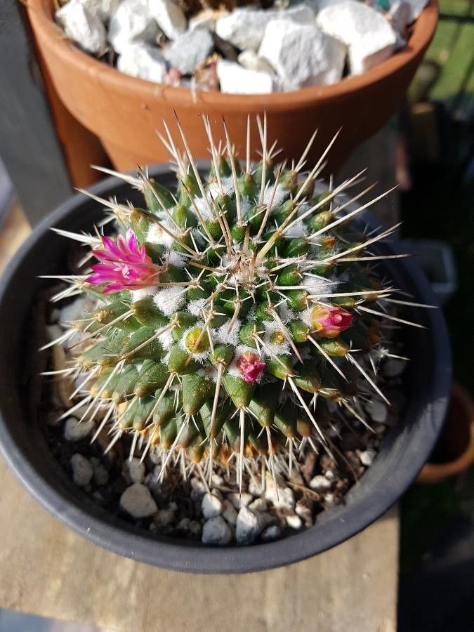Mammillaria winterae flower