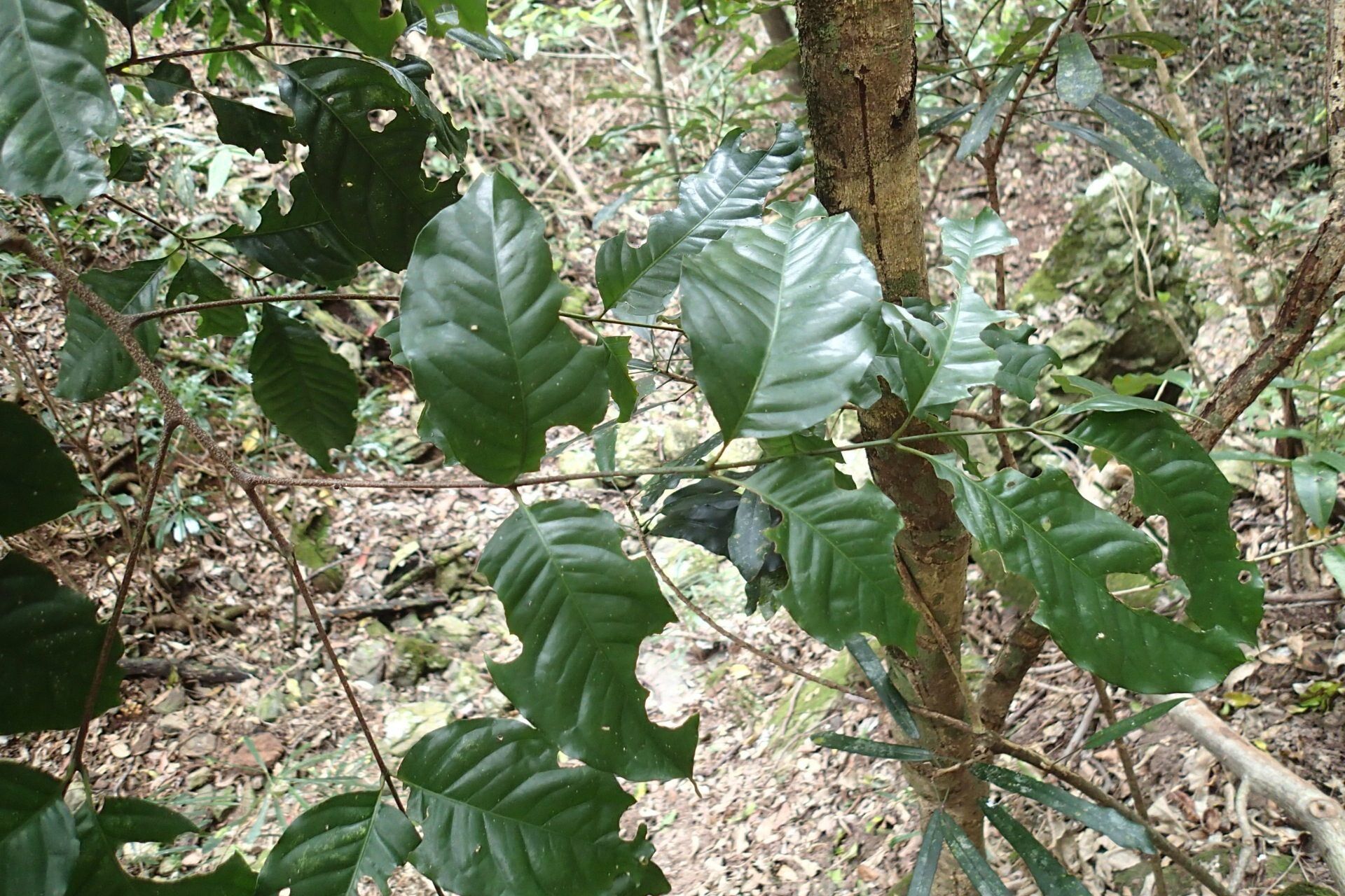 Didymocheton bijugus leaf