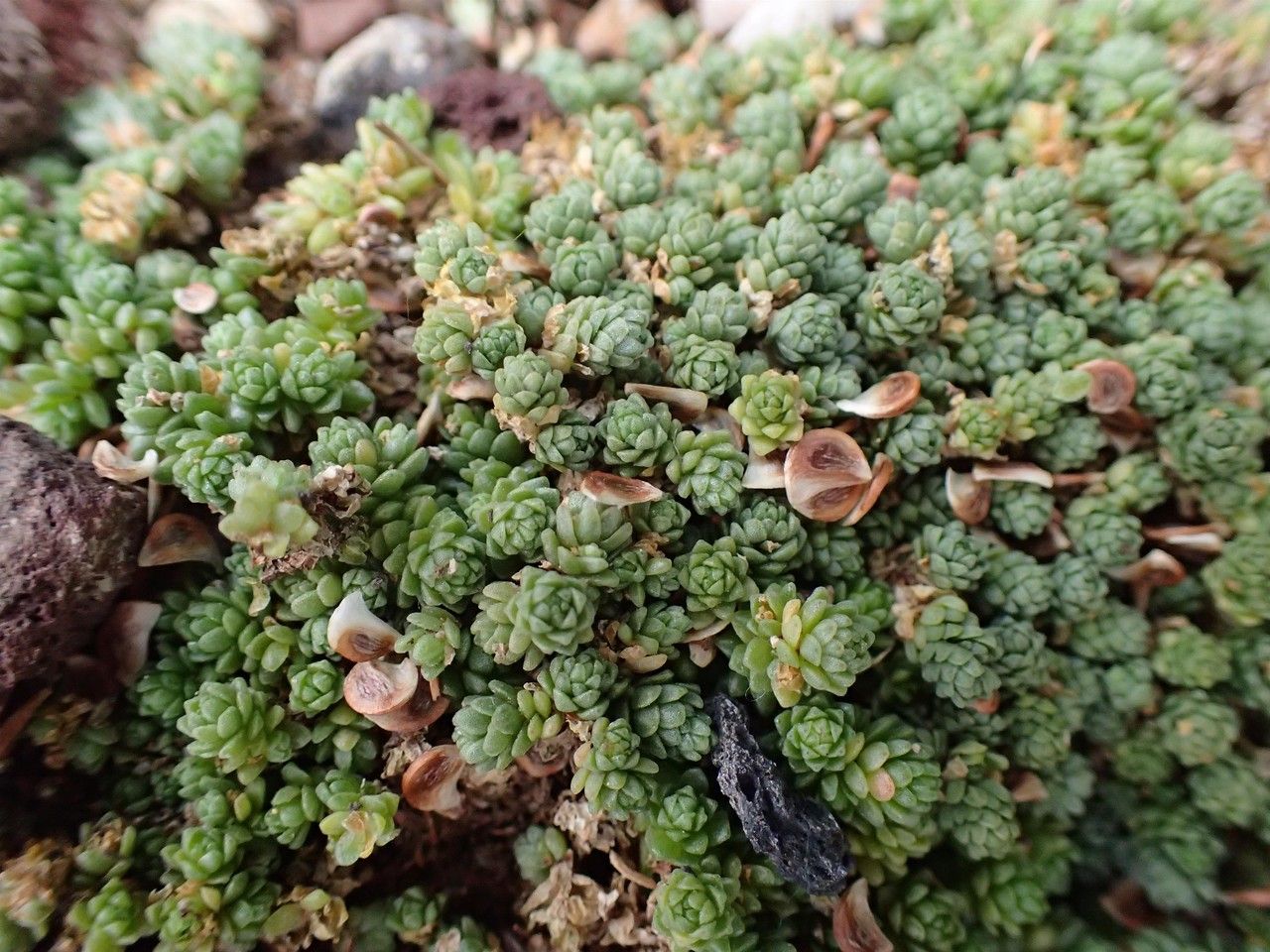 Sedum compactum — houseplant care guide