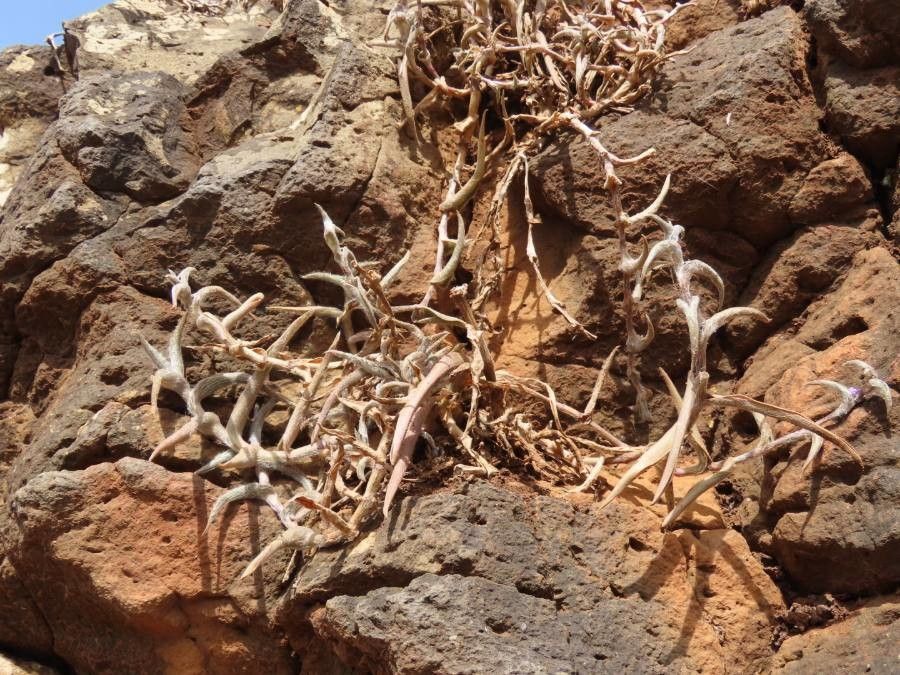 Cyanotis foecunda habit