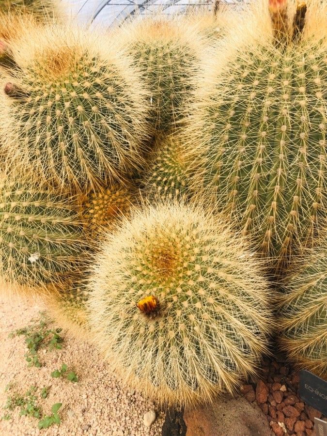 Echinopsis formosa leaf