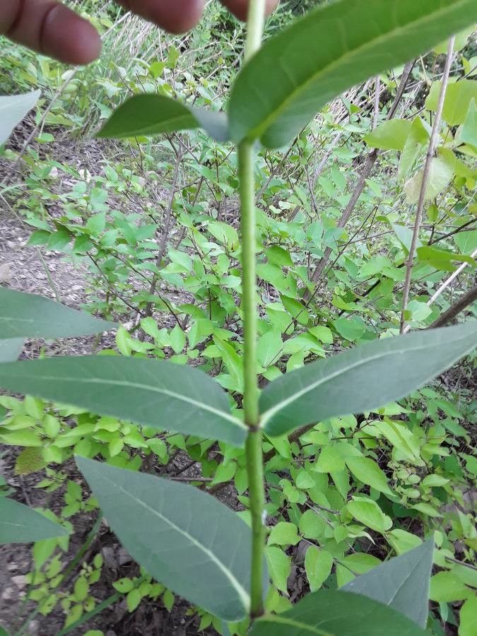 Silphium radula bark