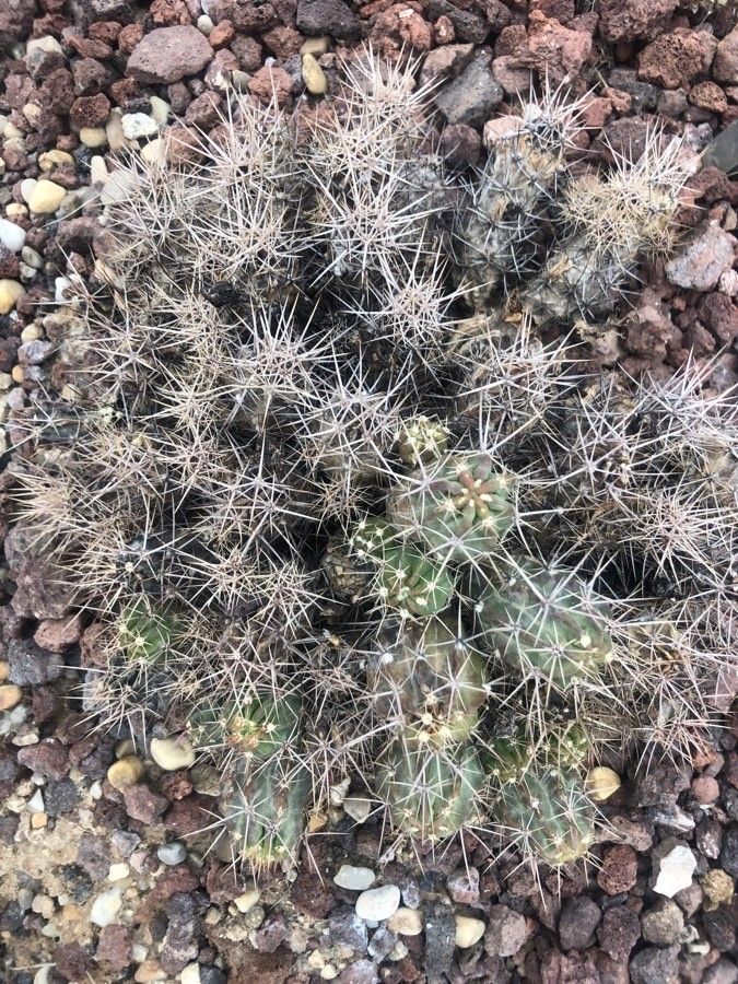 Echinocereus maritimus — search result for 'Echinocereus'
