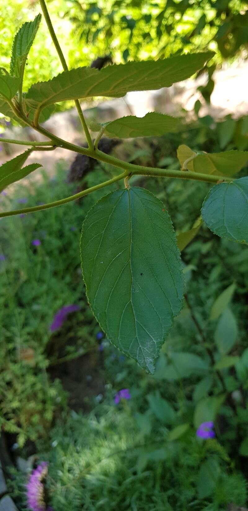 Ceanothus americanus leaf