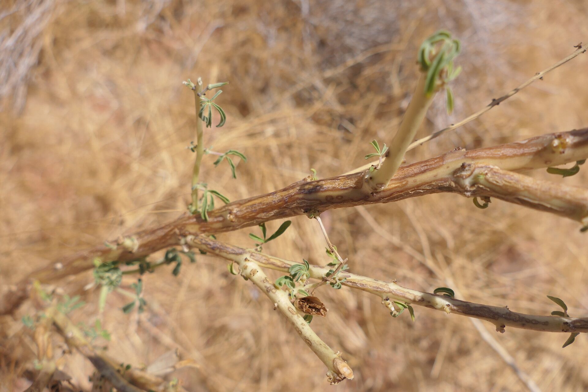 Sesamum triphyllum bark