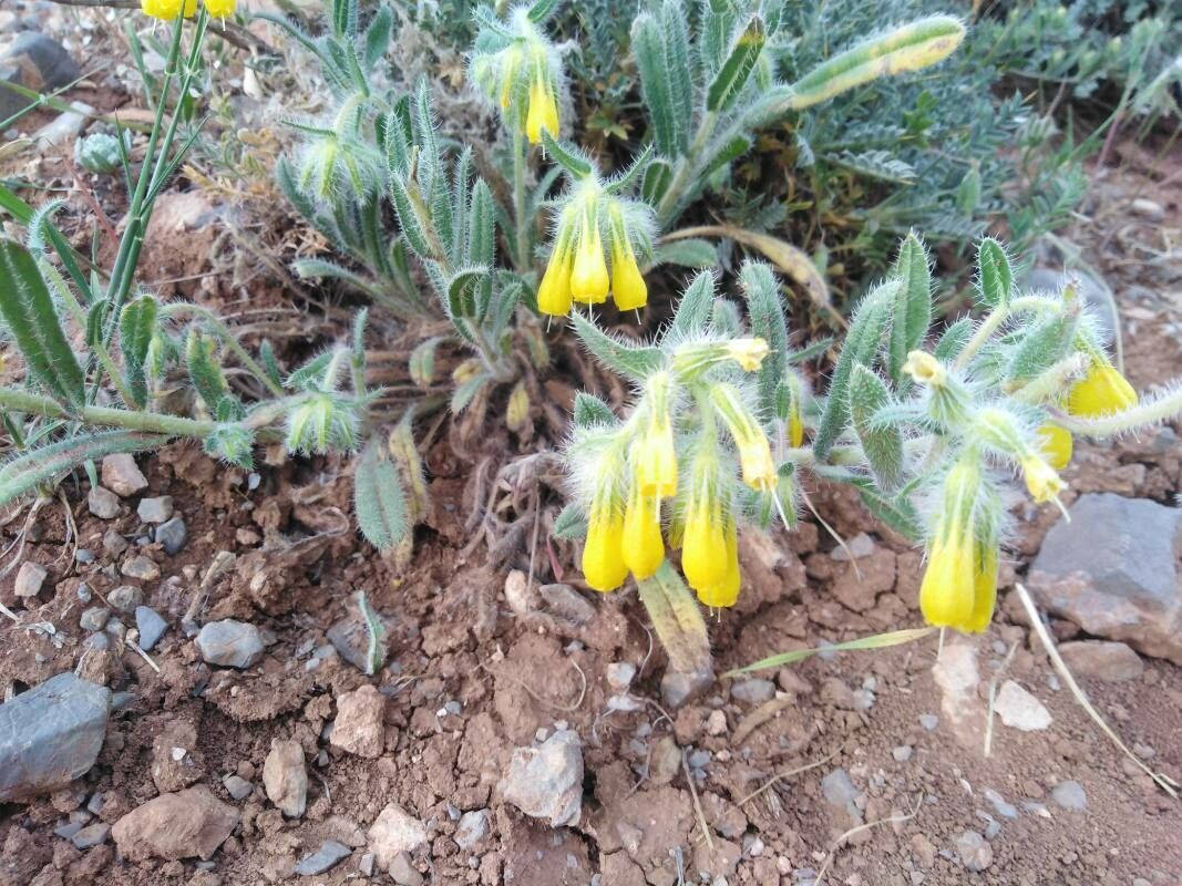 Onosma dichroantha — houseplant care guide