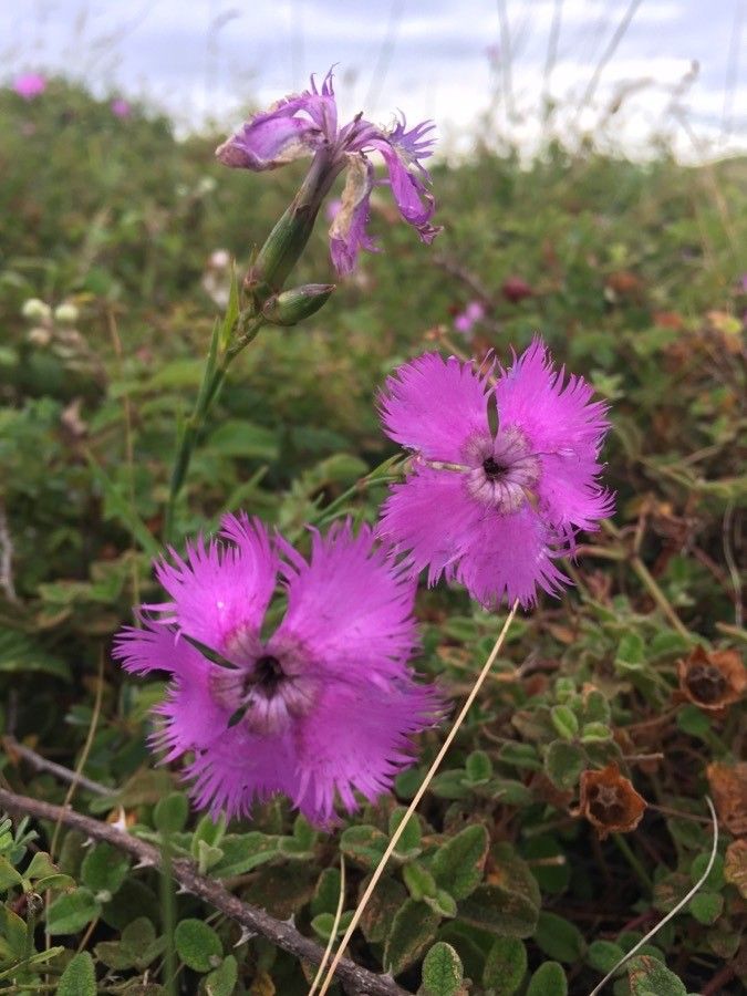 Dianthus geminiflorus flower
