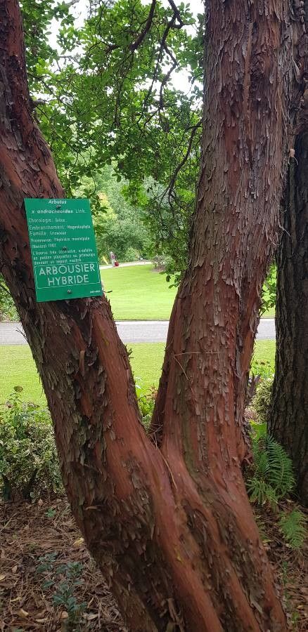 Arbutus × andrachnoides bark