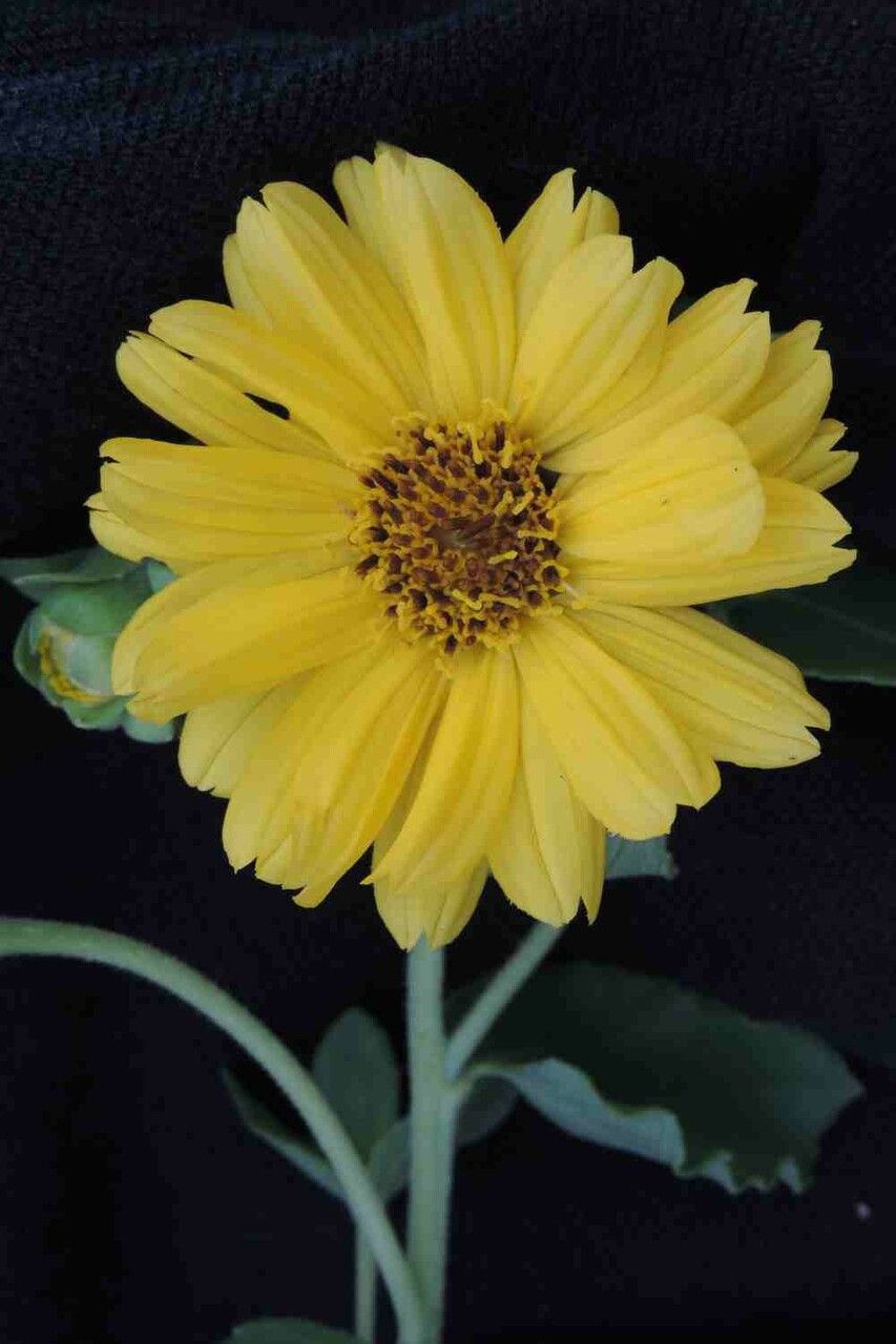 Aldama grandiflora flower