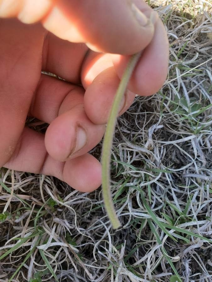 Pseudocymopterus montanus bark