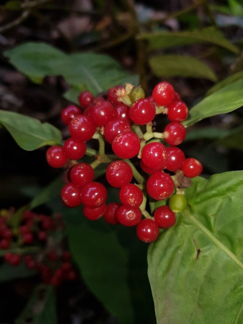 Psychotria tenuifolia fruit