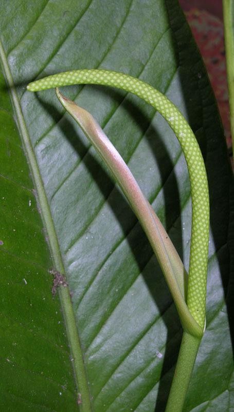 Anthurium ramonense bark