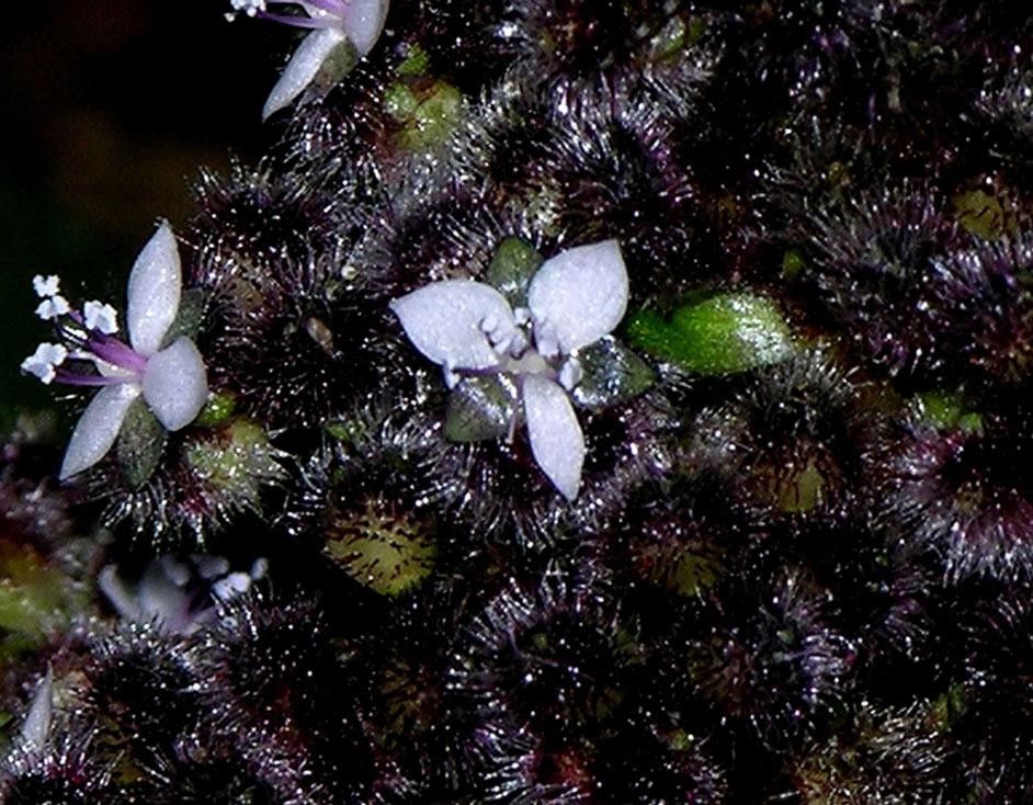 Floscopa robusta habit