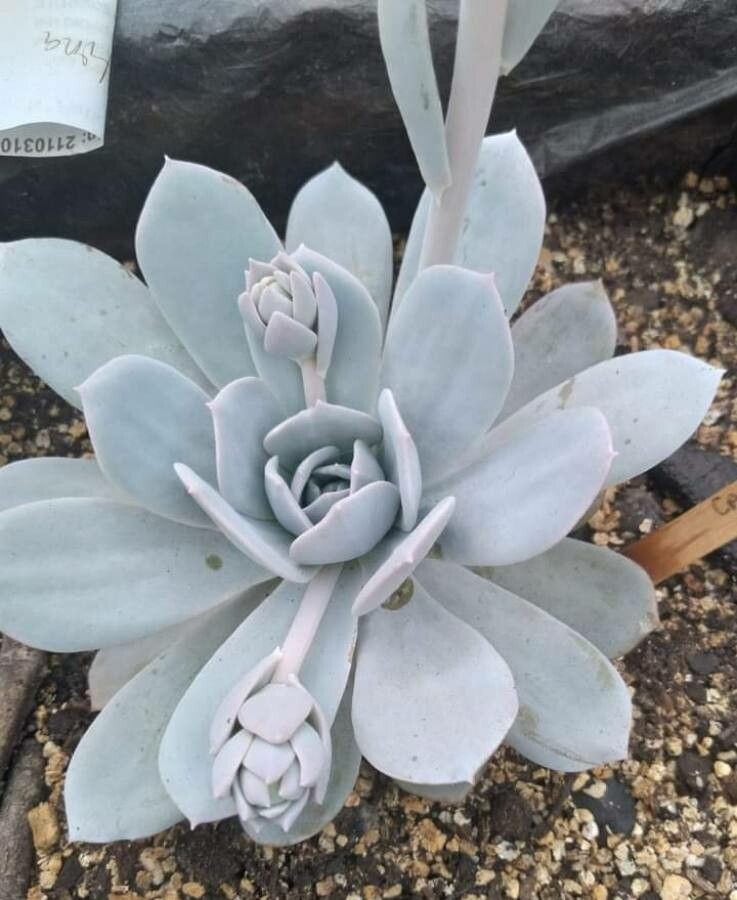 Echeveria cante leaf