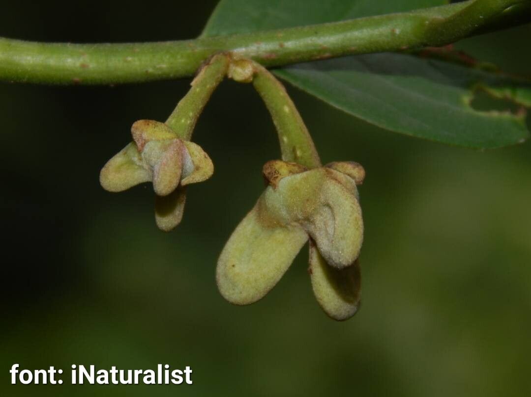 Annona edulis flower