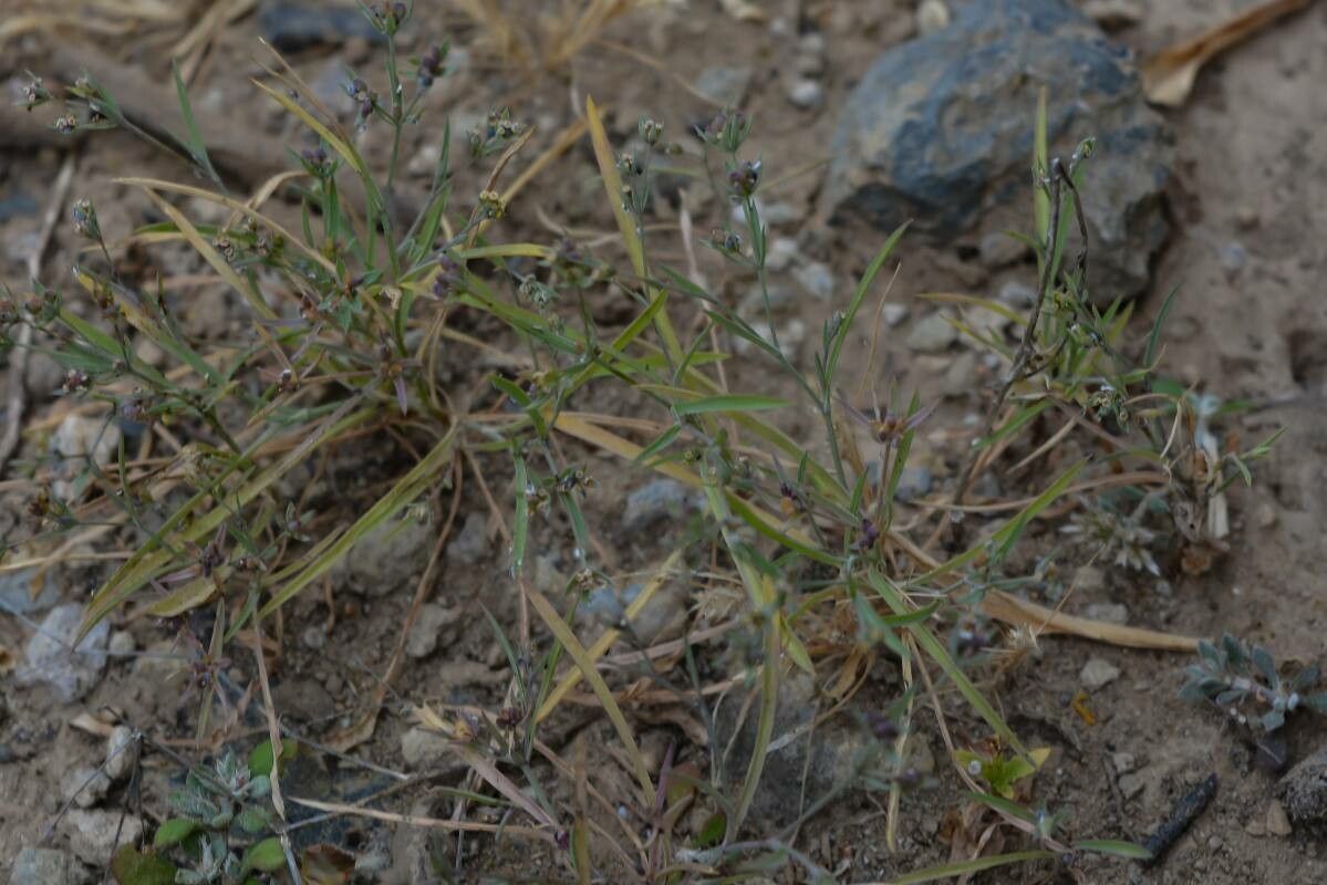 Bupleurum semicompositum — search result for 'Bupleurum'