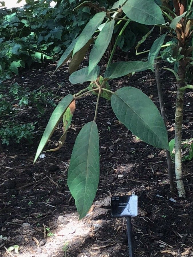 Heptapleurum macrophyllum — search result for 'Heptapleurum'