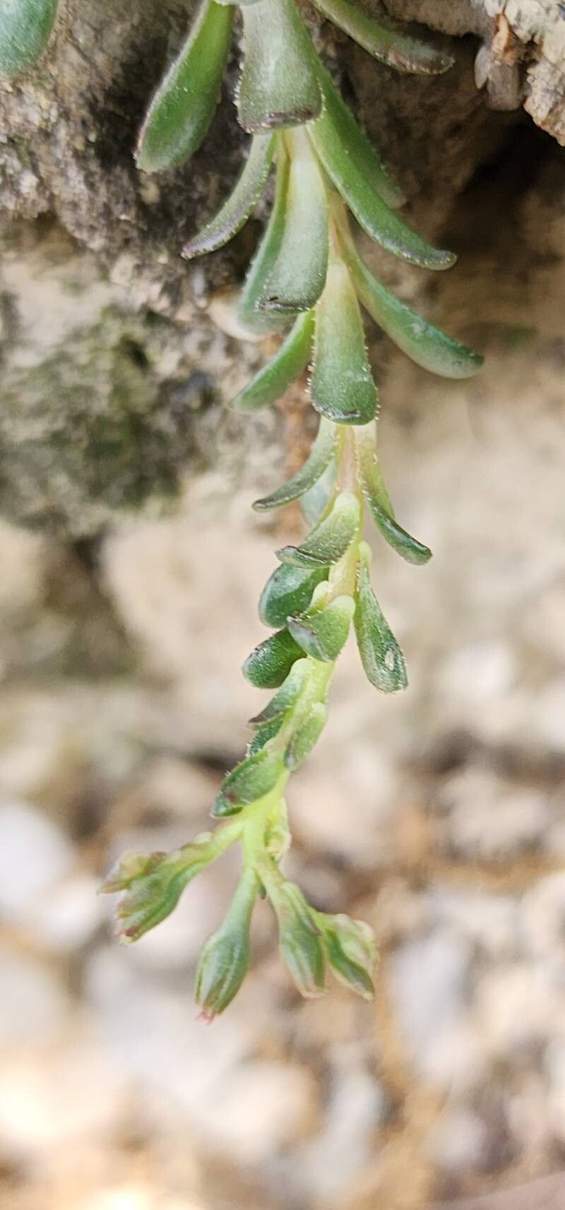 Rosularia sempervivum bark