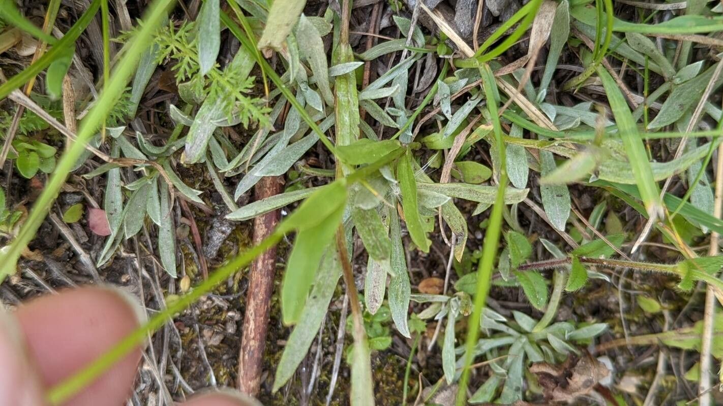 Gentianopsis thermalis — houseplant care guide