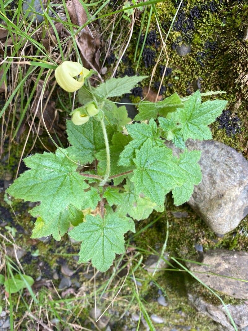 Calceolaria lobata — houseplant care guide