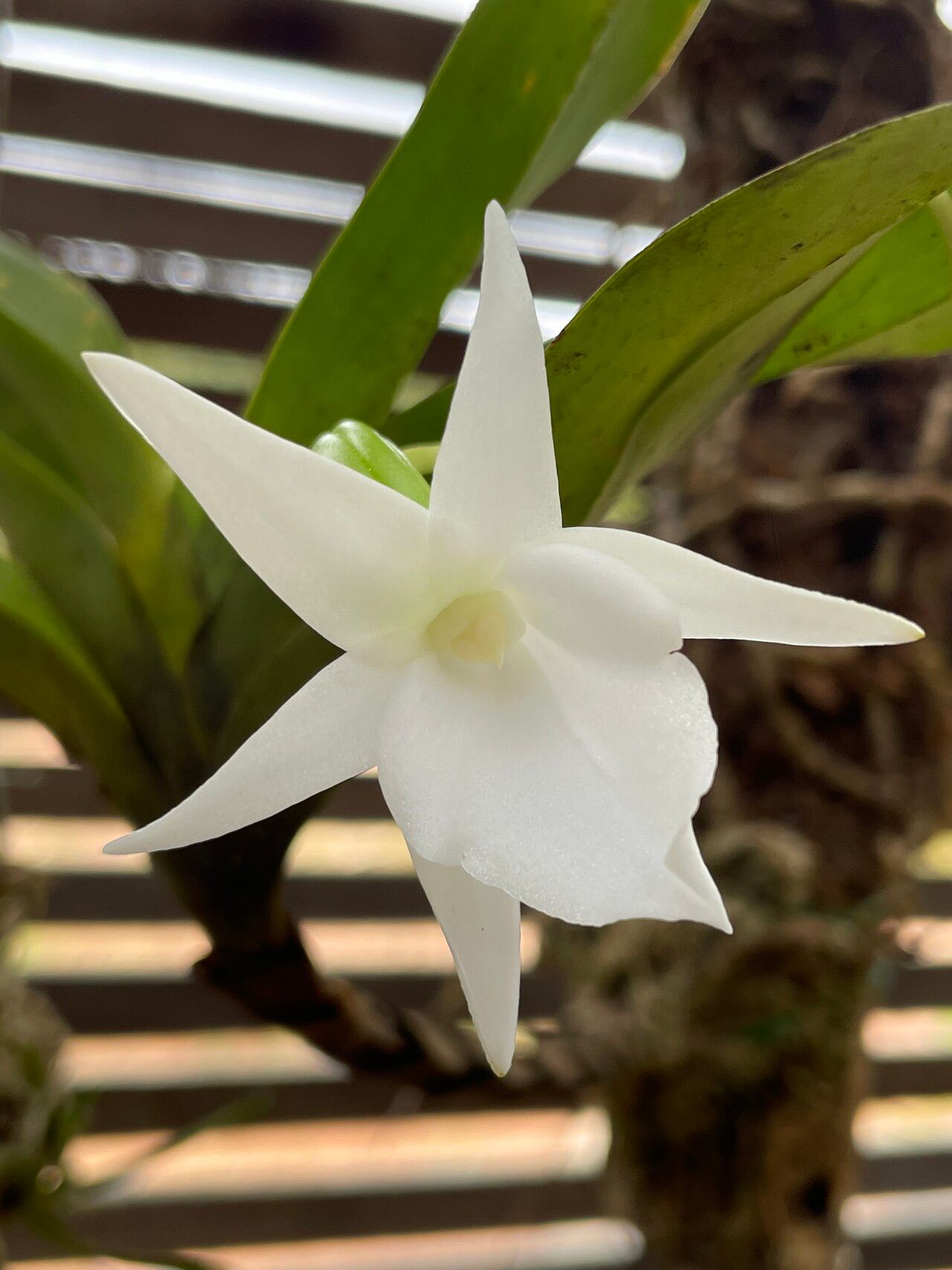 Angraecum subcordatum — houseplant care guide