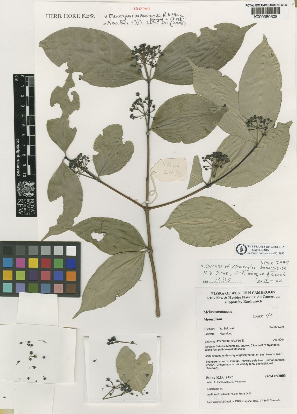 Memecylon bakossiense — houseplant care guide